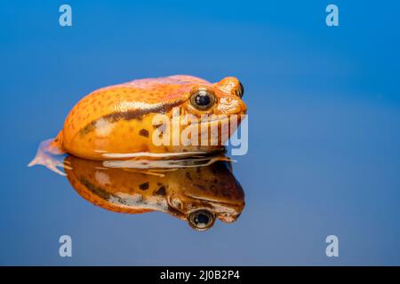 Tomatenfrosch (Dyscophus antongilii), auch bekannt als madagassischer Tomatenfrosch Stockfoto