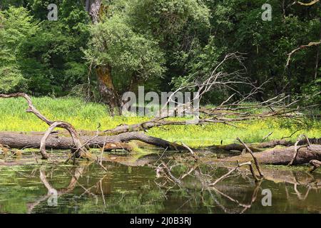 Oxbow Lake, Auenwald Nat. Park, Österreich Stockfoto