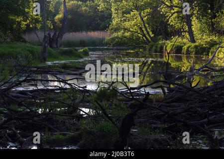 Oxbow Lake, Auenwald Nat. Park, Österreich Stockfoto