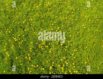 Natürlicher Hintergrund. Gelber Dandelion auf grünem Gras. Sommer. Stockfoto