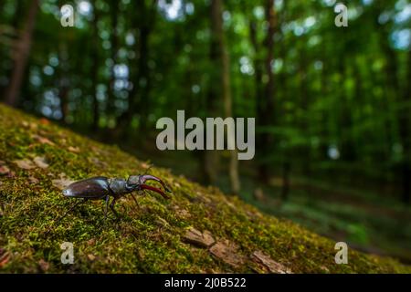 Europäischer Hirschkäfer - Lucanus cervius, schöner großer, ikonischer Käfer aus europäischen Wäldern und Wäldern, Zlin, Tschechische Republik. Stockfoto