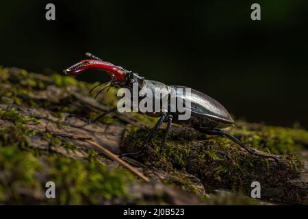 Europäischer Hirschkäfer - Lucanus cervius, schöner großer, ikonischer Käfer aus europäischen Wäldern und Wäldern, Zlin, Tschechische Republik. Stockfoto
