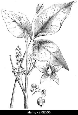 Atlantische Gifteiche, Blatt und Blume, Rhus toxicodendron, (Enzyklopädie, 1893), Giftsumach, Blatt und Blüten, sumac vénéneux, feuille et fleur Stockfoto