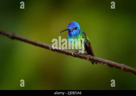 Grün-blauer Kopf Kolibri sitzt auf dem Ast in Wald Lebensraum. Wildtiere Ecuador. Blauer Kopf Kolibri. Goldschwanzsapphire, Chrysuronia oeno Stockfoto