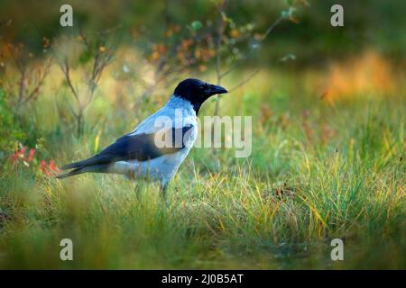 Krähe im Gras in der Nähe des Wassers. Krähe mit Kapuze, Corvus cornix, im Herbstwald. Vogel mit orangefarbenen Herbstblättern und Morgensonne Stockfoto