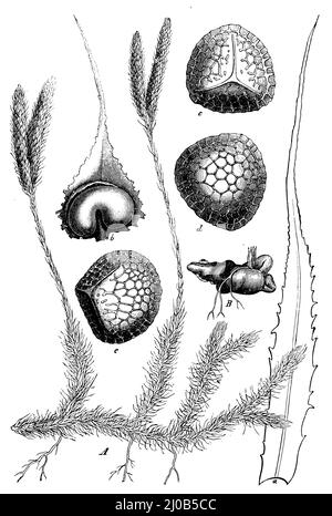 keulmoos, Ein Zweig in natürlicher Größe, ein Blatt, vergrößert, b Karpell mit offenem Sporangium, vergrößert, c-e Sporen 900-mal vergrößert, e-Apex-Ansicht, d-Basisansicht, e Hälfte von der Seite betrachtet, In allen drei Zahlen die Marge im optischen Durchschnitt.B Prothallium mit jungen Pflanzchen von Lycopodium annotinum.B Prothallium mit jungen Pflanzchen von Lycopodium annotinum., Lycopodium clavatum, (Botanikbuch, ca. 1900), Keulen-Bärlapp, A Ast in natürlicher Größe, a Blatt, vergrößert, b Fruchtblatt mit öffnetem Sporangium, vergrößert, c-e Sporen in 900facher Vergrößerung, e Scheitelansicht, d Ansicht der Grundlä Stockfoto