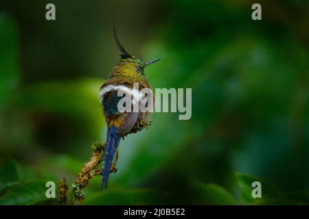 Wildtiere Ecuador. Drahtrand-Kammschwanz, Discosura popelairii, Kolibri aus Kolumbien, Ecuador und Peru. Schöner Vogel mit Wappen, sitzt in der Stockfoto