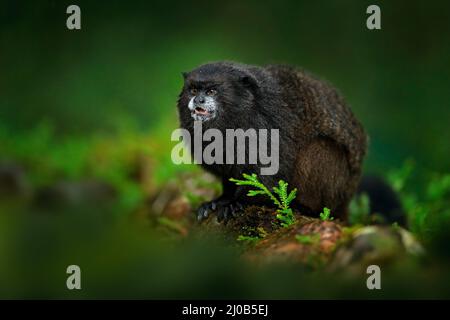 Tamarin-Affen aus dem Sumaco-Nationalpark in Ecuador. Wildlife-Szene aus der Natur. Tamarin sitzt auf dem Baumzweig im tropischen Dschungel f Stockfoto