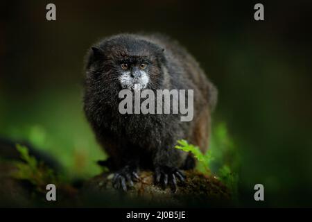 Tamarin-Affen aus dem Sumaco-Nationalpark in Ecuador. Wildlife-Szene aus der Natur. Tamarin sitzt auf dem Baumzweig im tropischen Dschungel f Stockfoto