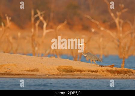 Goliath-Reiher, Ardea goliath, Riesenreiher sehr großer Watvögel im Naturlebensraum. Lake Kariba, Simbabwe in Afrika. Vogel am Ufer des Flusses Snad, Stockfoto