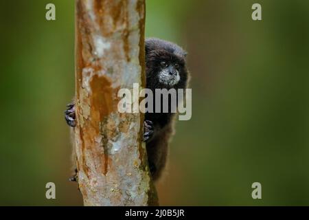 Tamarin-Affen aus dem Sumaco-Nationalpark in Ecuador. Wildlife-Szene aus der Natur. Tamarin sitzt auf dem Baumzweig im tropischen Dschungel f Stockfoto