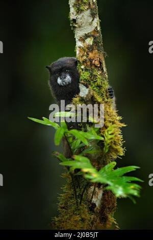 Tamarin-Affen aus dem Sumaco-Nationalpark in Ecuador. Wildlife-Szene aus der Natur. Tamarin sitzt auf dem Baumzweig im tropischen Dschungel f Stockfoto