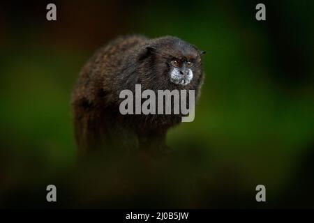 Tamarin-Affen aus dem Sumaco-Nationalpark in Ecuador. Wildlife-Szene aus der Natur. Tamarin sitzt auf dem Baumzweig im tropischen Dschungel f Stockfoto