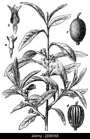 Russische Olivea-Blume, b-Blumenschnitt, c-Frucht, d-Fruchtschnitt, Elaeagnus angustifolia, (, ), Schmalblätter Ölweide, a Blüte, b Blüten im Durchschnitt, c Frucht, d Frucht durchschnitten, olivier de Bohême, a Fleur, b Fleur en Coupé, c fruit, d fruit en Coupé Stockfoto