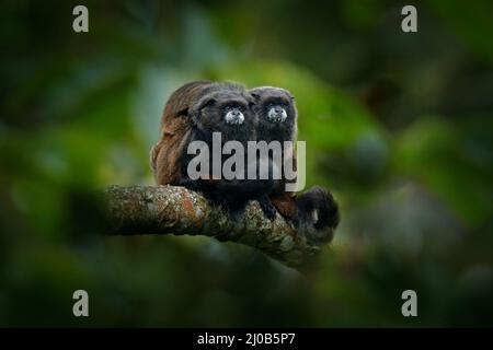 Tamarin-Affen aus dem Sumaco-Nationalpark in Ecuador. Wildlife-Szene aus der Natur. Tamarin sitzt auf dem Baumzweig im tropischen Dschungel f Stockfoto