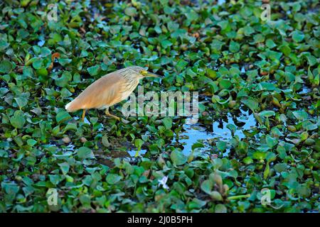 Reiher aus Afrika. Squacco Heron, Ardeola ralloides, gelber Wasservögel in der Natur, wassergrünes Gras im Hintergrund, Zambezi, Mana Pools NP, Zim Stockfoto