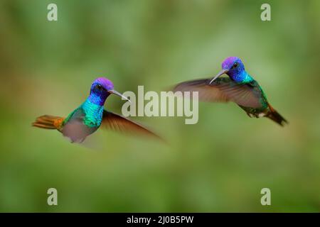 Tropische Tierwelt, Kampf mit zwei Vogelfliegen. Blauer Kopf Kolibri. Goldschwanzsapphire, Chrysuronia oenone, Sumaco-Napo-Galleras-Nationalpark in Ecuador. Stockfoto