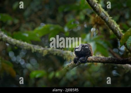 Tamarin-Affen aus dem Sumaco-Nationalpark in Ecuador. Wildlife-Szene aus der Natur. Tamarin sitzt auf dem Baumzweig im tropischen Dschungel f Stockfoto