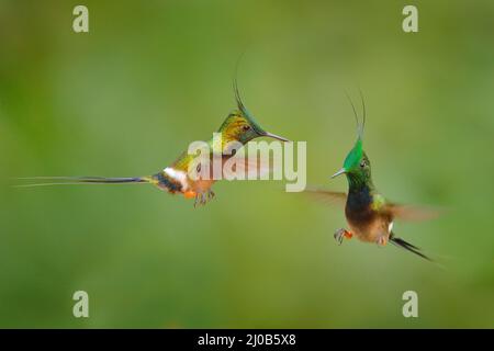 Wildtiere Ecuador. Drahtrand-Kammschwanz, Discosura popelairii, Kolibri aus Kolumbien, Ecuador und Peru. Schöner Vogel mit Wappen, sitzt in der Stockfoto