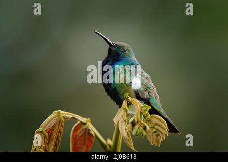 Vogel im Naturgebiet, Suzmaco in Ecuador. Grün und blau Kolibri Schwarzkehliger Mango, Anthracothorax nigricollis, sitzend auf dem grünen Vege Stockfoto