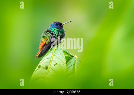 Blauer Kopf Kolibri. Goldschwanzsapphire, Chrysuronia oenone, Sumaco-Napo-Galleras-Nationalpark in Ecuador. Grün blauer Kopf Kolibri sitzt o Stockfoto