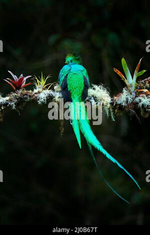 Quetzal, Pharomachrus mocinno, aus der Natur Costa Rica mit grünem Wald. Prachtvoller heiliges, grünes und rotes Vogel. Strahlender Quetzal im Dschungel Stockfoto