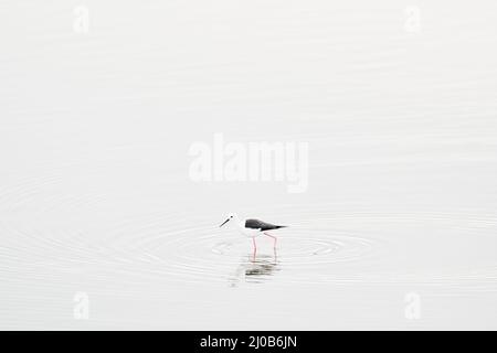 Vogel, Kunstblick auf die Natur. Schwarzflügelstelze, Himantopus himantopus, weit verbreiteter, sehr langbeiniger Wattwader. Schwarz-weißer Vogel mit rotem Bein in t Stockfoto