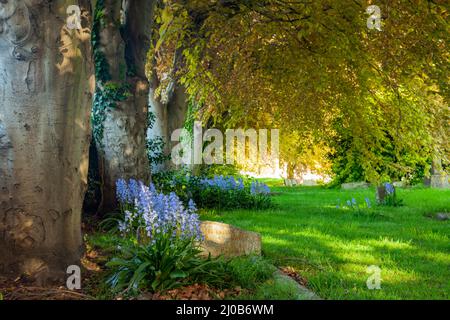 Bluebells auf dem Kirchhof in Southwick, West Sussex, England. Stockfoto