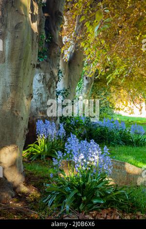 Bluebells auf dem Kirchhof in Southwick, West Sussex, England. Stockfoto