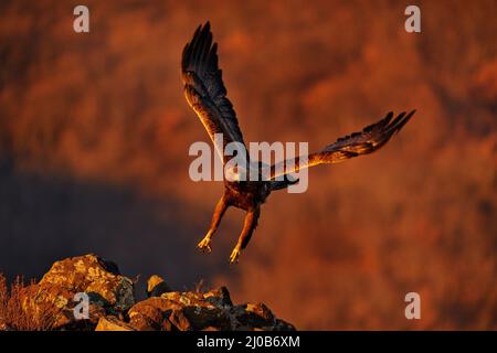 Östliche Rhodopen Felsen mit Adler. Fliegender Greifvogel Steinadler mit großer Spannweite, Foto mit Schneeflocken im Winter, Steinberg, Rho Stockfoto