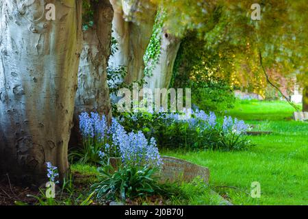 Bluebells auf dem Kirchhof in Southwick, West Sussex, England. Stockfoto