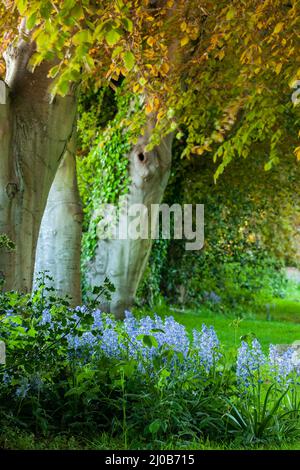 Bluebells auf dem Kirchhof in Southwick, West Sussex, England. Stockfoto