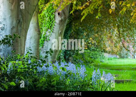 Bluebells auf dem Kirchhof in Southwick, West Sussex, England. Stockfoto