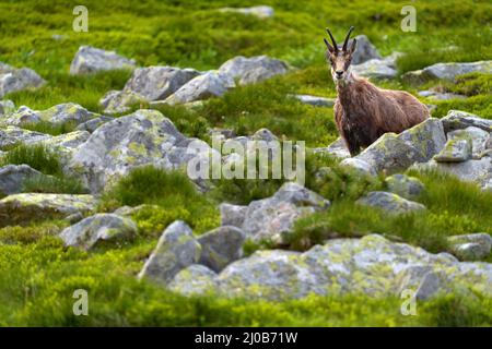 Rupicapra rupicapra tatranica, Gämsen in der Natur felsigen Lebensraum, Vysoke Tatry NP, Slowakei. Wildlife-Szene mit Horn Stockfoto