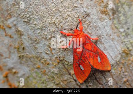 Ernassa justina ist eine Motte der Familie Erebidae. Kleiner Korallentiger, Motte des Amazonas und der Anden. Roter Schmetterling am Baumstamm, nussroter Lebensraum, S Stockfoto