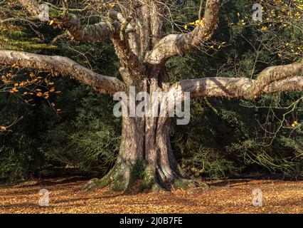 Schöne Farben der Bäume am Westonburt Arboretum im Herbst Stockfoto
