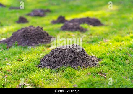 Rasen im Garten mit Maulwurfshügeln Stockfoto