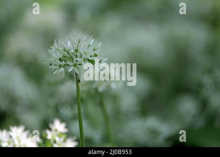 Bärlauch, Ramsons, Buckrams, Allium ursinum Stockfoto