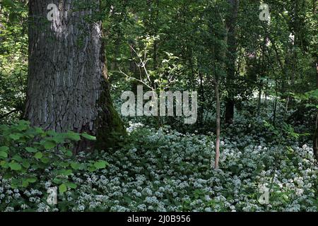 Bärlauch, Ramsons, Buckrams, Allium ursinum Stockfoto