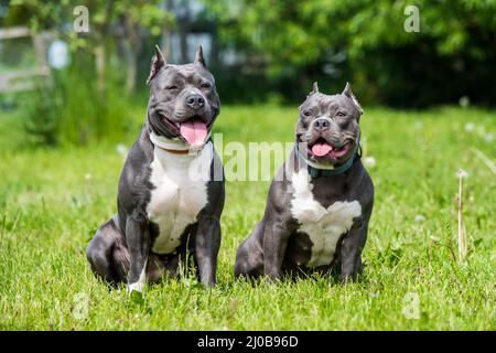 Blaue Haare American Staffordshire Terrier und American Bully Hunde Stockfoto