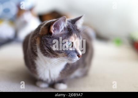 Schöne heimische Tricolor Katze mit grünen Augen sitzt auf der Couch und schaut zur Seite. Nahaufnahme, selektiver Fokus. Stockfoto