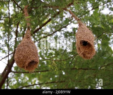 Vogelnest auf Baumzweig Stockfoto