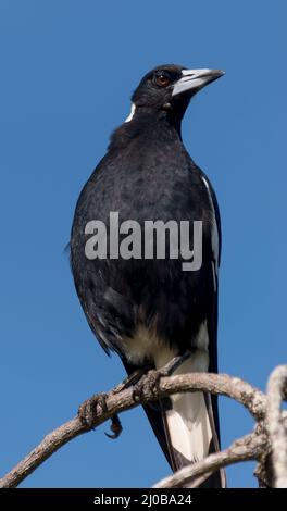 Ausgewachsene australische Elster, Cracticus tibicen, thront stolz auf einem hohen Zweig, der die Umgebung vermessen hat. Glänzende Federn, sonniger, blauer Himmel, Queensland. Stockfoto