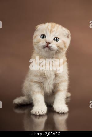 Kätzchen Stockfoto