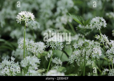 Bärlauch, Ramsons, Buckrams, Allium ursinum Stockfoto