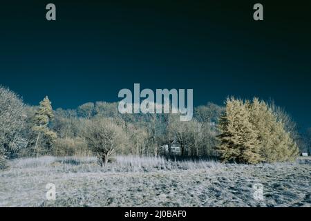 Infrarot-Landschaft mit 720 nm, strahlend weißer Vegetation, surrealen Wäldern und sanften Hügeln in Falschfarbenfotografie, traumhafte Naturszene Stockfoto