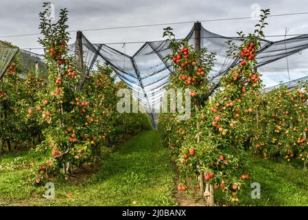 Apfelgarten mit roten, reifen Äpfeln, geschützt durch Netze Stockfoto