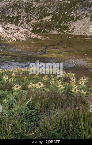 Berglandschaft auf der Greina-Ebene, Schweiz. Im Vordergrund befindet sich ein Fleck silberner Distel, Carlina acaulis. Ein Fluss schlängelt sich durch die Ebenen unten. Stockfoto