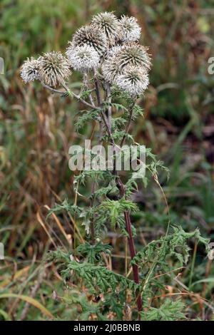 Drüsendistel, Echinops sphaerocephalus Stockfoto