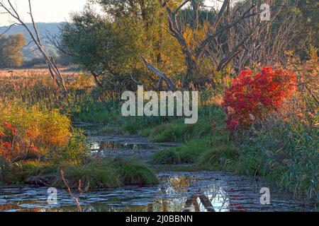 Oxbow Lake, Lower oder Valley National Park, DE Stockfoto